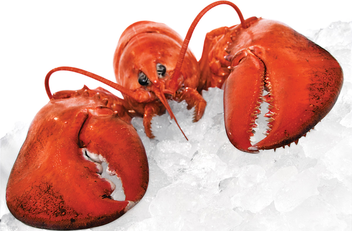 Caught Red-Handed: Contrary to popular belief, lobsters do not mate for life. Photograph by IStockPhoto.