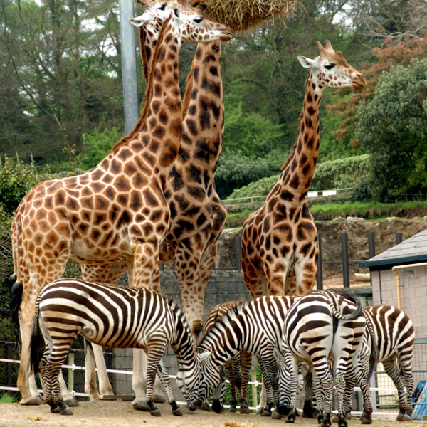 zebra and giraffe 