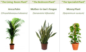 plants fresh air