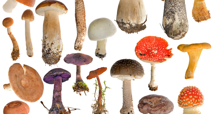 Mushrooms image via Shutterstock