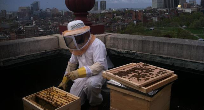 Noah Wilson-Rich installing honeybee hives on the roof of the Taj Hotel. Photo provided