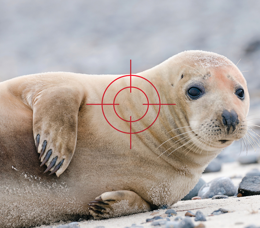 gray seal population problem cape cod