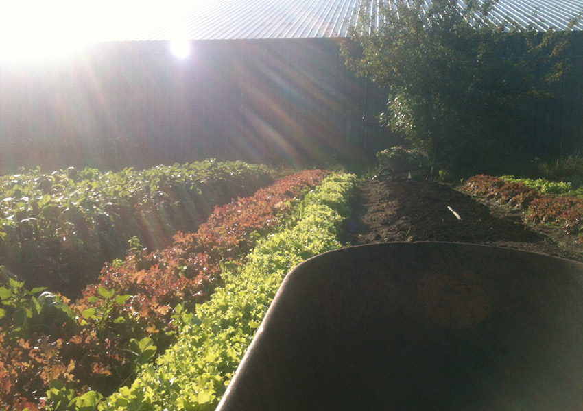 A city growers field. photo provided.