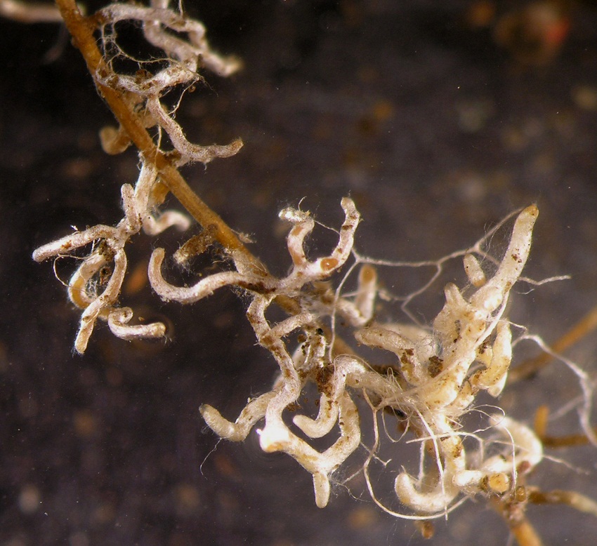 Mycorrhizal root tips