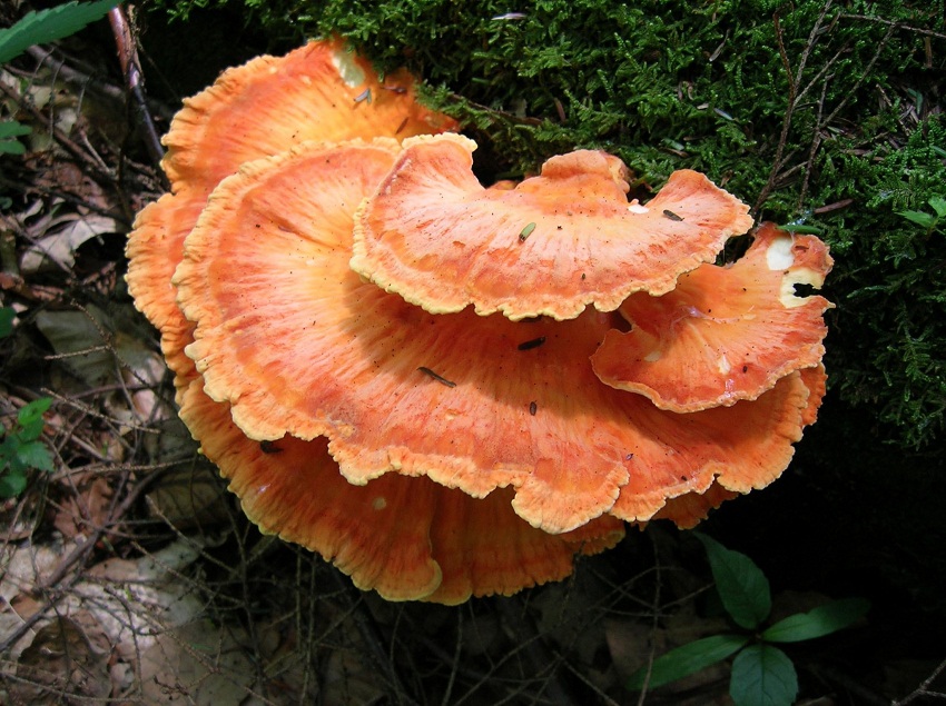 Orange Fungus at Ricketts_small