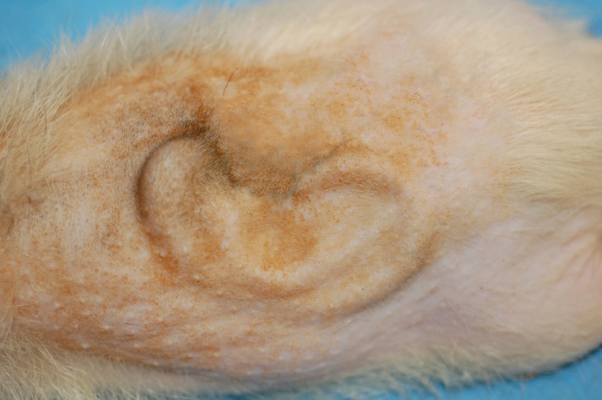 Adult human-shaped ear engineered using sheep chondrocytes (cartilage cells) and implanted under the skin of a rat for 12 weeks.  This type of rat has an immune system which is compromised so that it will not reject foreign tissue.  