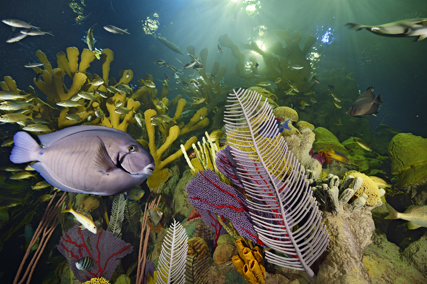 The new Giant Ocean Tank at the New England Aquarium contains nearly 2,000 animals, including more species of Caribbean fishes than ever before. 