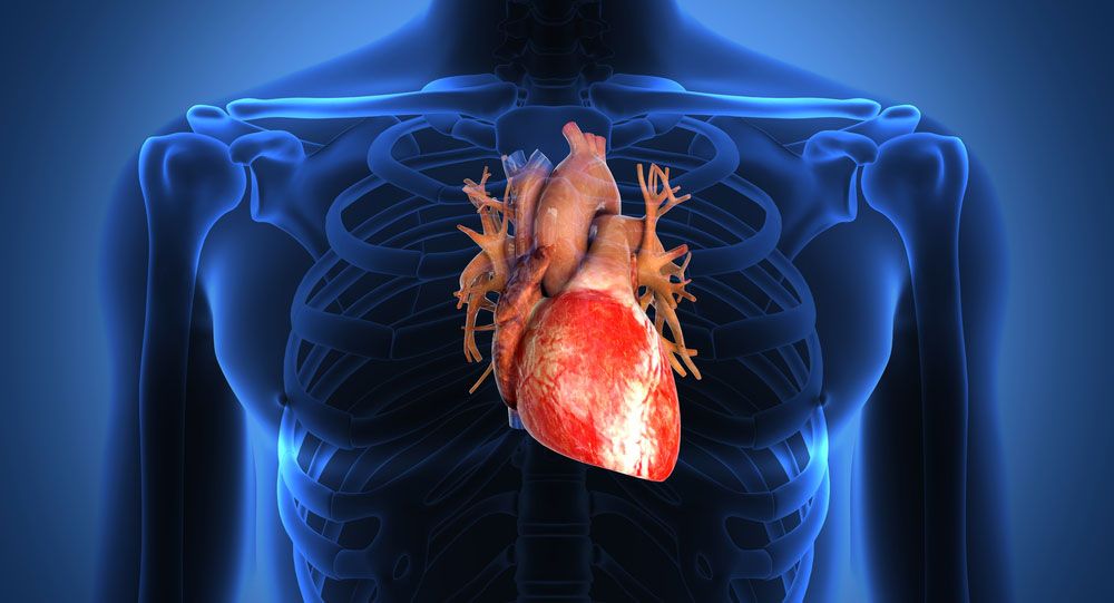 Heart image via shutterstock