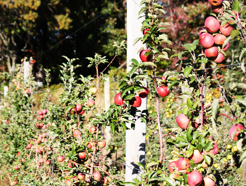 apple-picking farm orchard boston