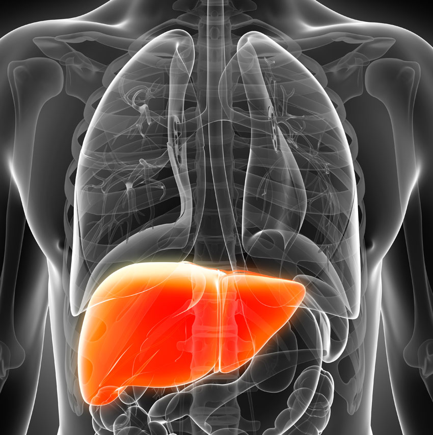 liver image via shutterstock