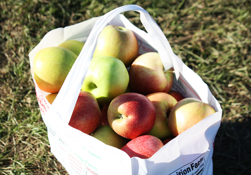apple-picking farm orchard boston
