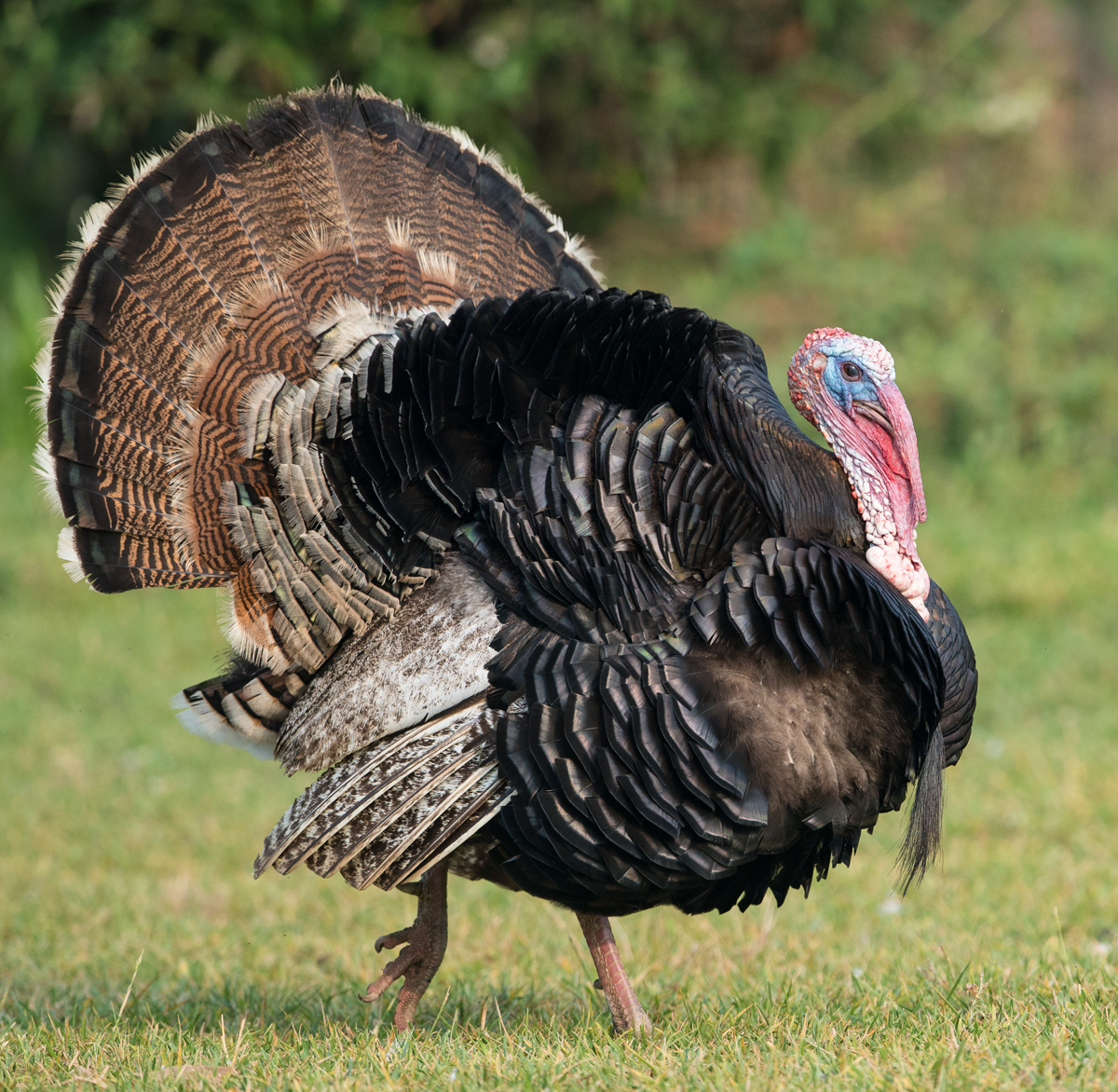 Angry Birds: What You Need to Know About Turkeys This Thanksgiving