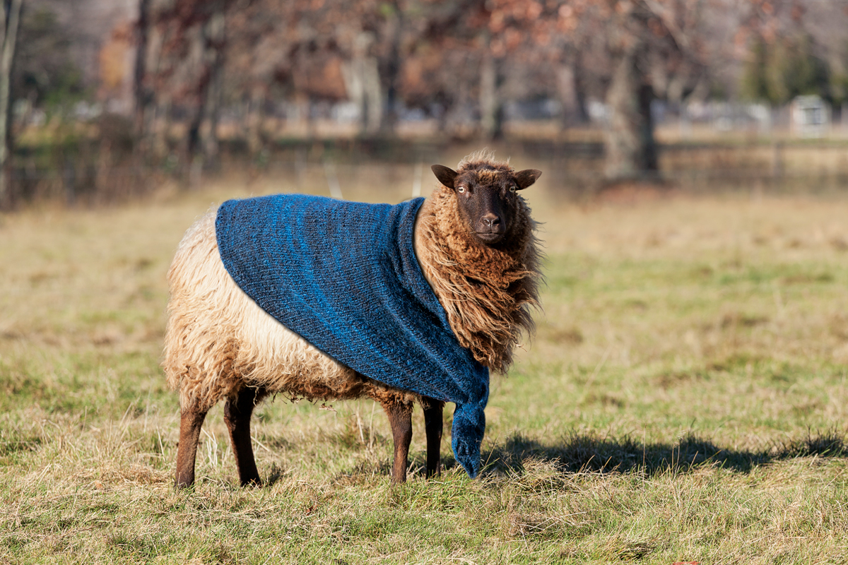 sheep farm to sweater