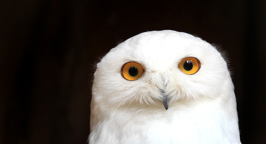Snowy Owl Photo By Associated Press