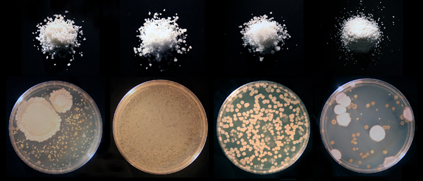 chefology-salt-microbes-2