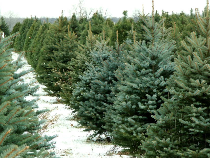 Christmas Tree Guide: Where to Cut and Buy Trees in Boston