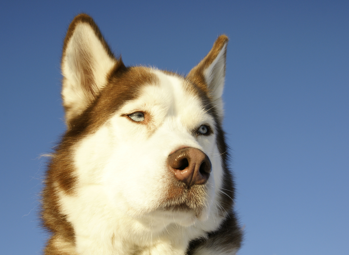 The Boston Snow Dogs and the XXX / Siberian Husky photo via Shutterstock