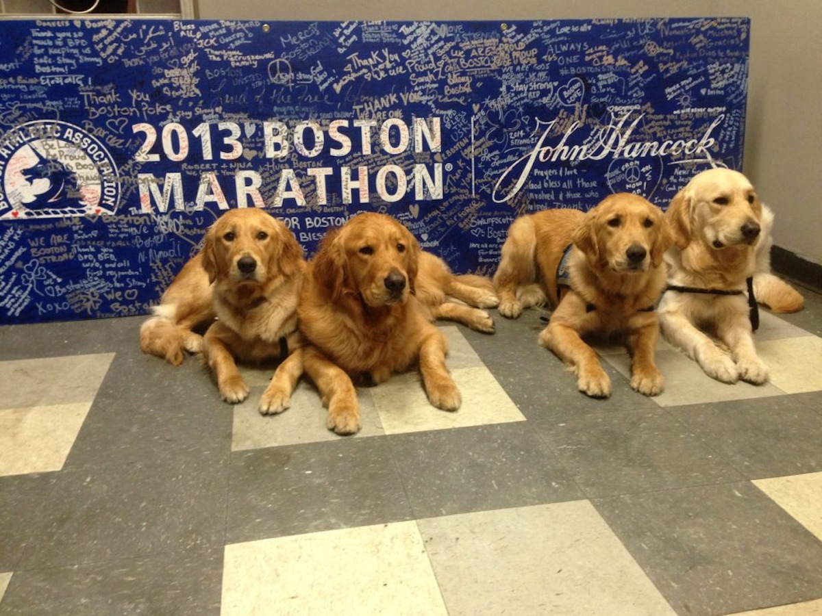 Photo via Lutheran Church Charities K-9 Comfort Dogs