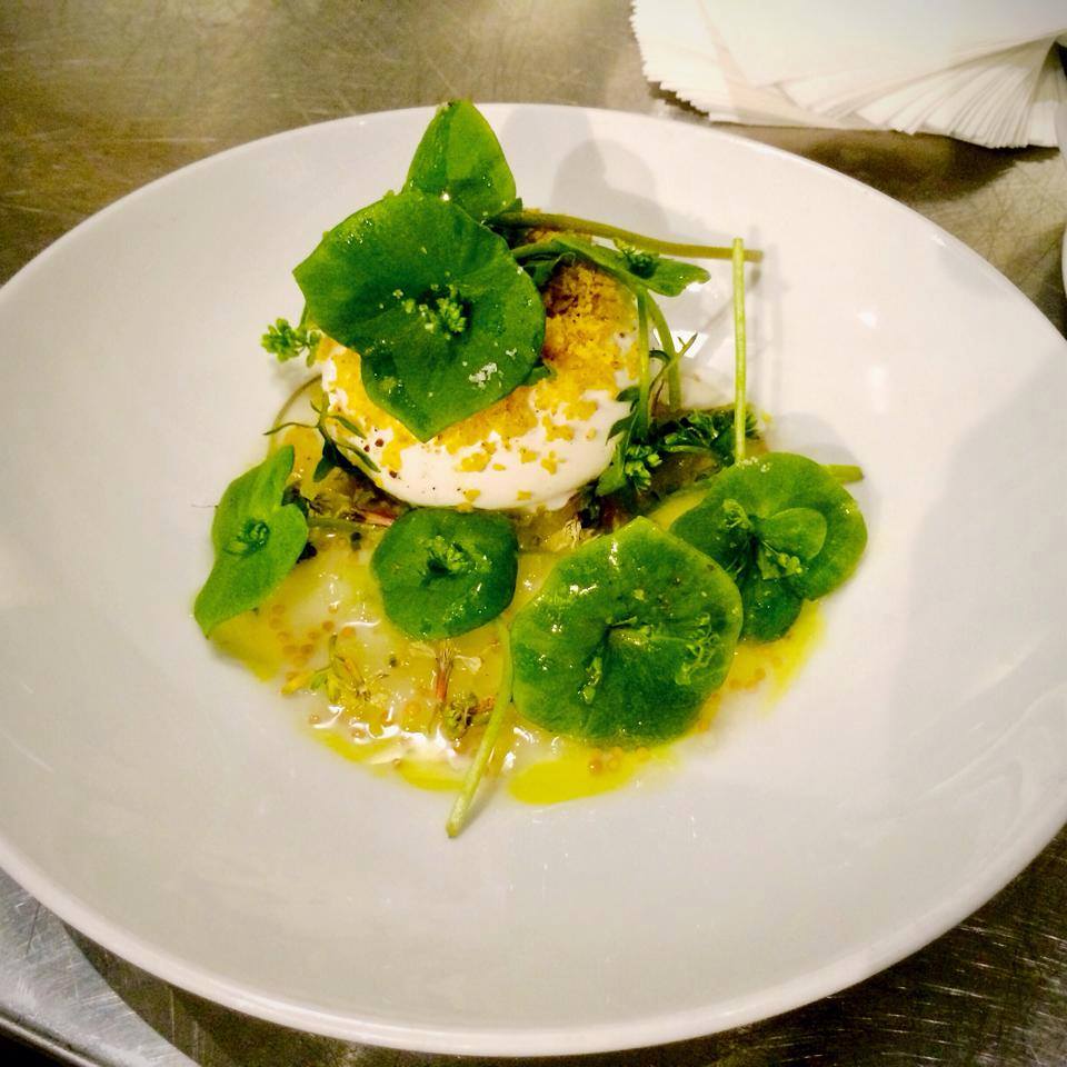 Burrata with pickled green tomatoes, mustard oil, and miner's lettuce. Photo provided