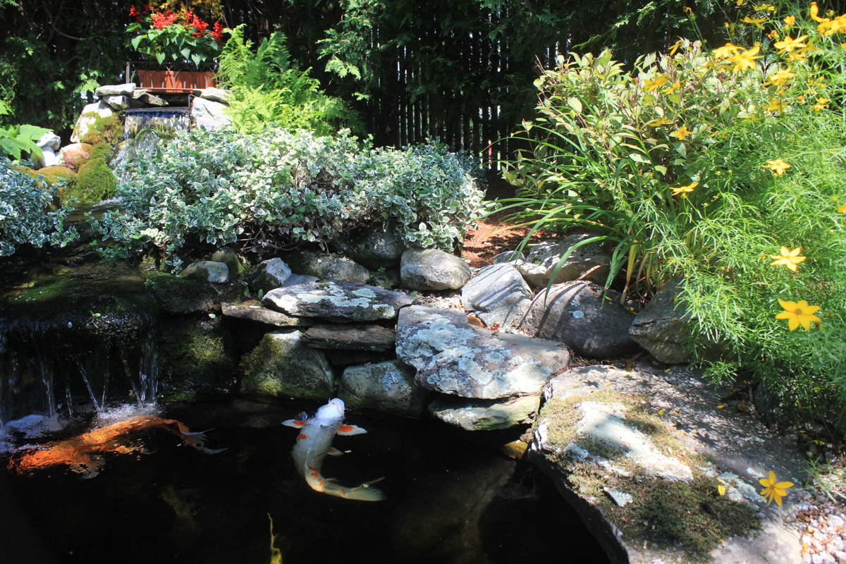 Ray and Kathy McKinnon are among many Boston-area homeowners for whom koi ponds offer serenity. 