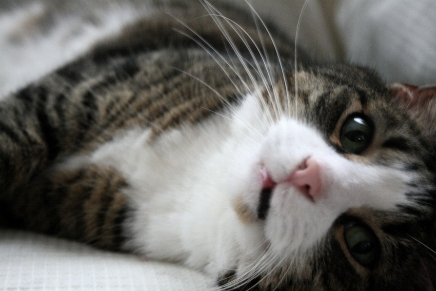 Cat photo by shino on Flickr