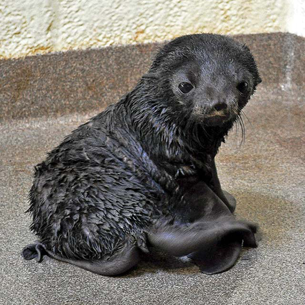 neaq kitovi baby fur seal