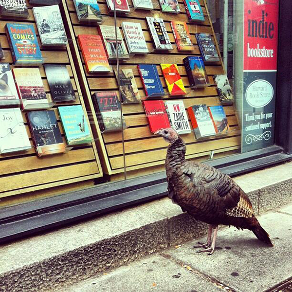 harvard book store harvard square turkey