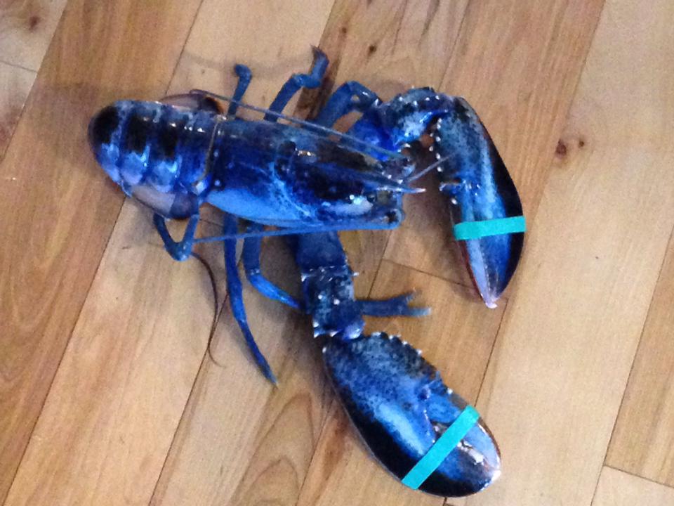 Image via Miss Meghan's Lobster Catch on Facebook
