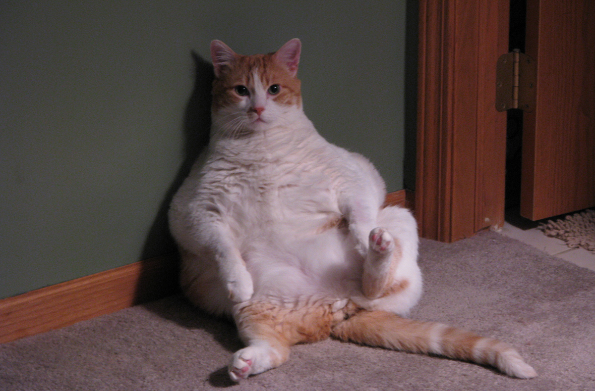 Obese cat photo uploaded by Dan perry on flickr