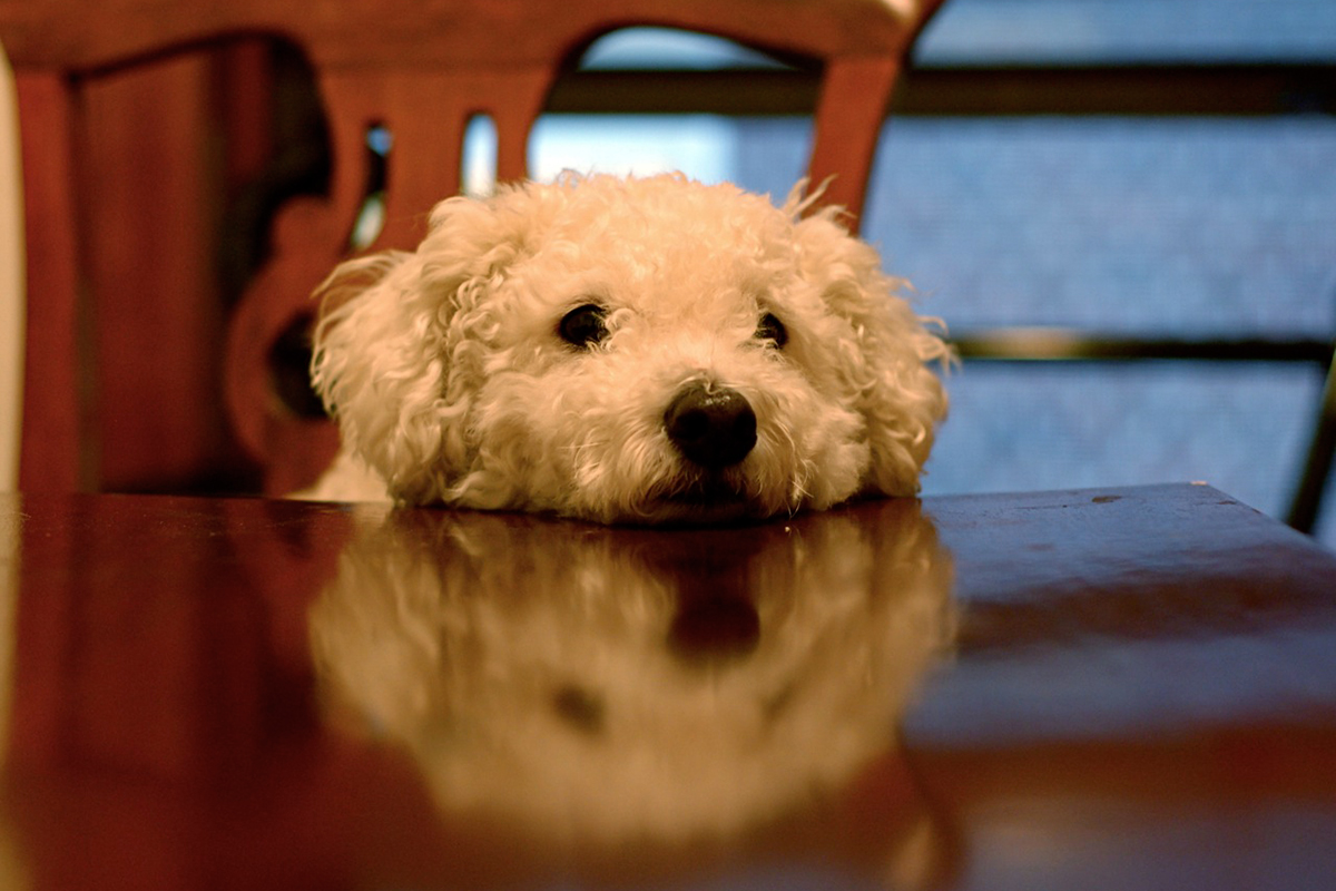 This dog is waiting for dinner. Photo by Ruthie Hansen/Flickr