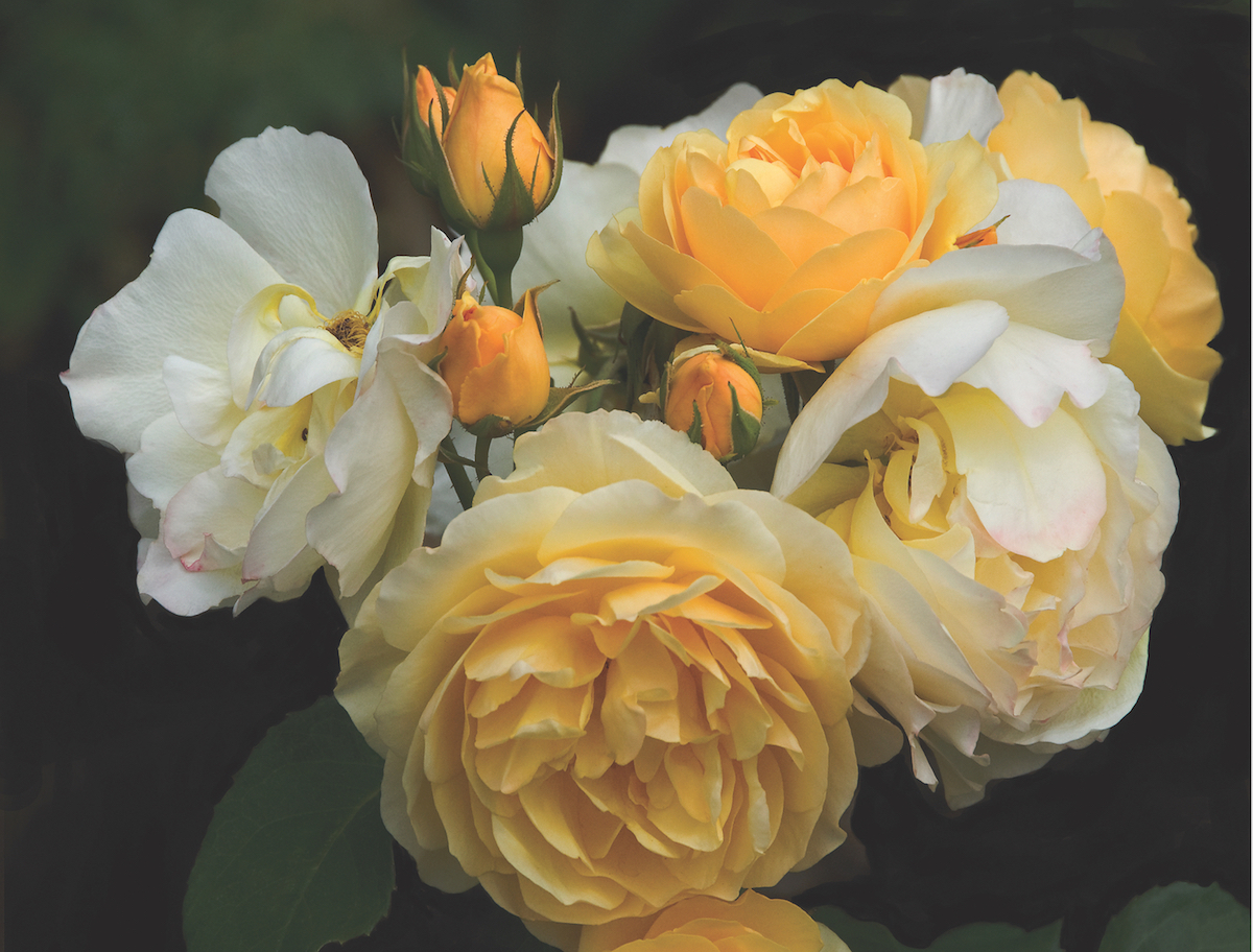 Golden Celebration garden rose/photo by Jan Hedman/courtesy of American Rose Society