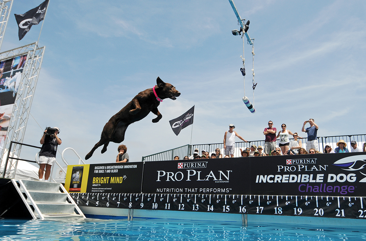 purina pro plan incredible dog challenge 2015