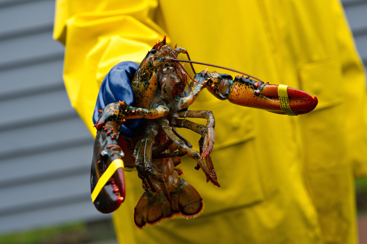 A freshly caught Maine lobster is held up by a fisherman wearing a yellow coat and blue protective gloves via Shutterstock