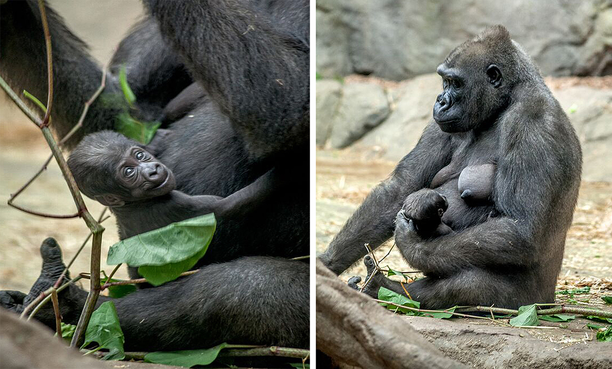 franklin park zoo baby gorilla name