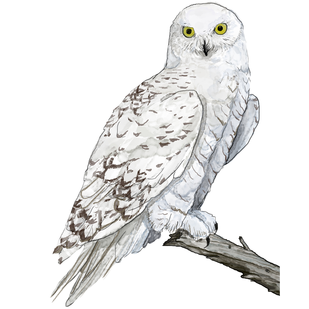 Snowy Owl Illustration by Ellaphant in the Room