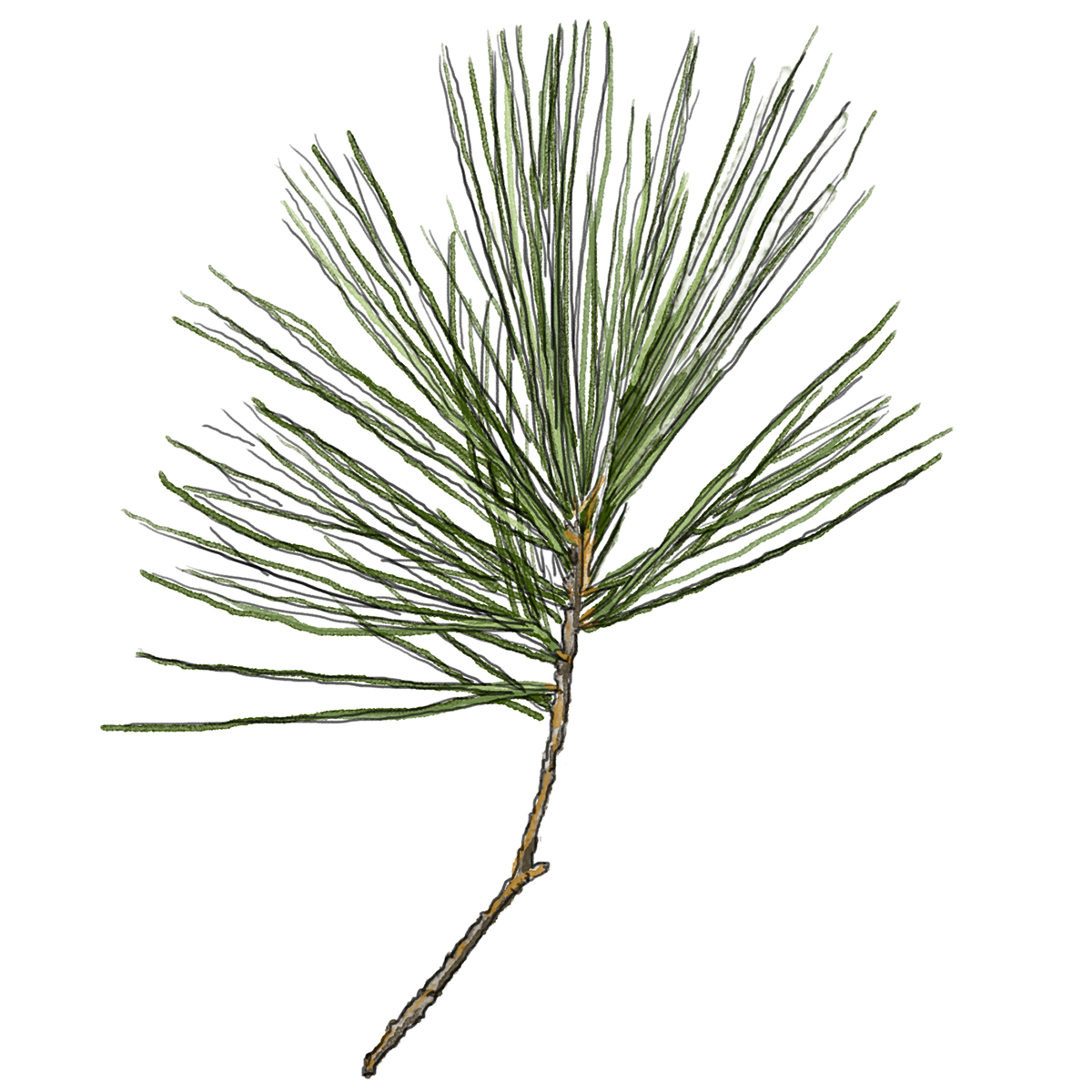 White Pine Needles Illustration by Ellaphant in the Room
