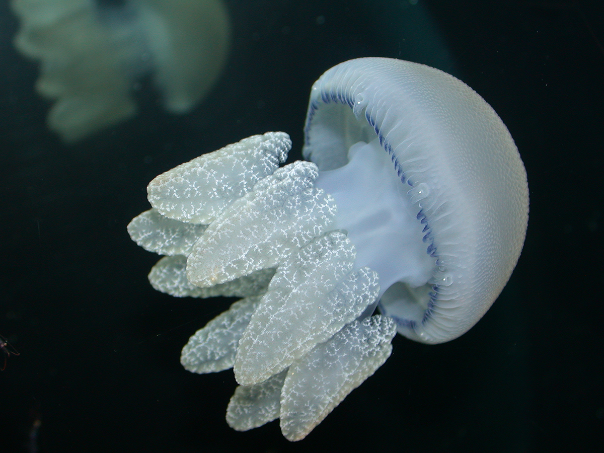 trouble with jellyfish laboratoire cambridge