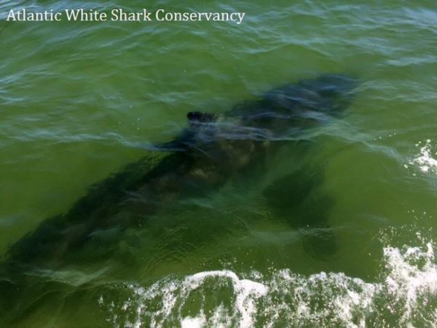 Photo courtesy Atlantic White Shark Conservancy