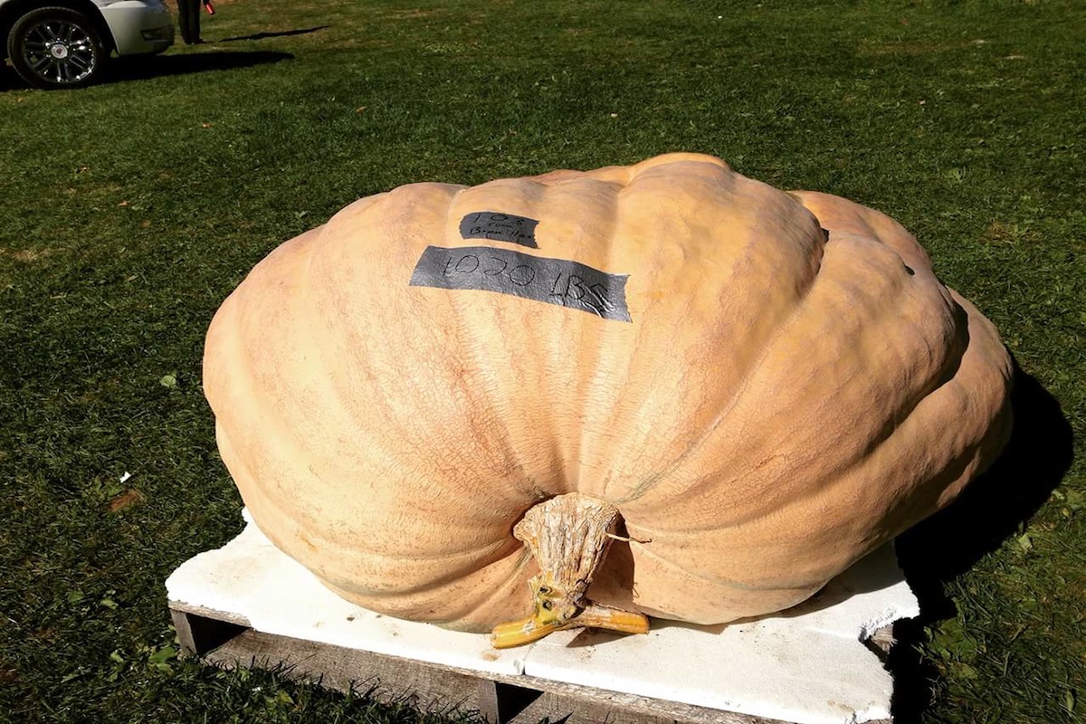 1,020 lb Pumpkin / Courtesy of Boston Public Market