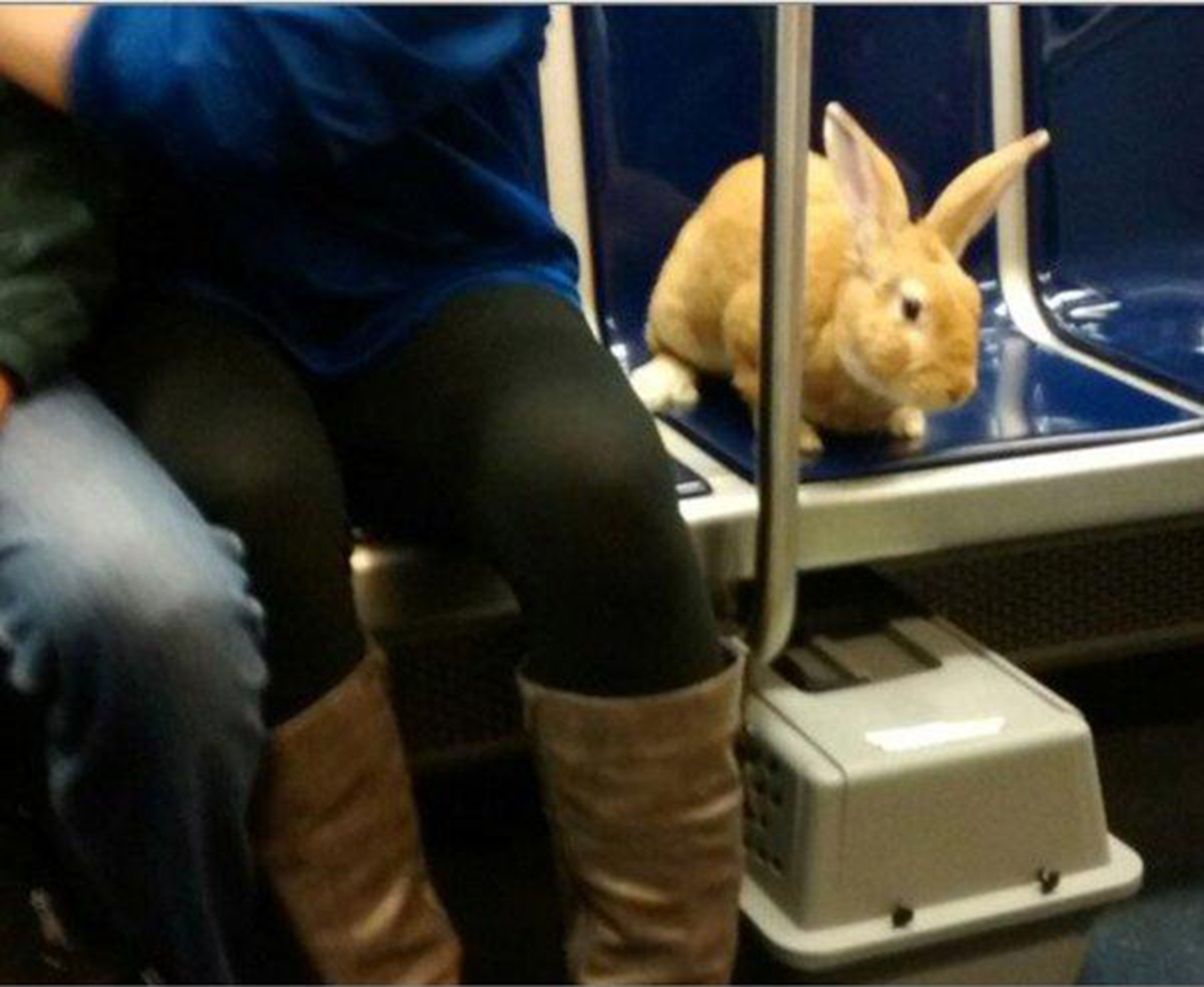 An uncaged bunny on the Blue Line. Photo via Transit Police