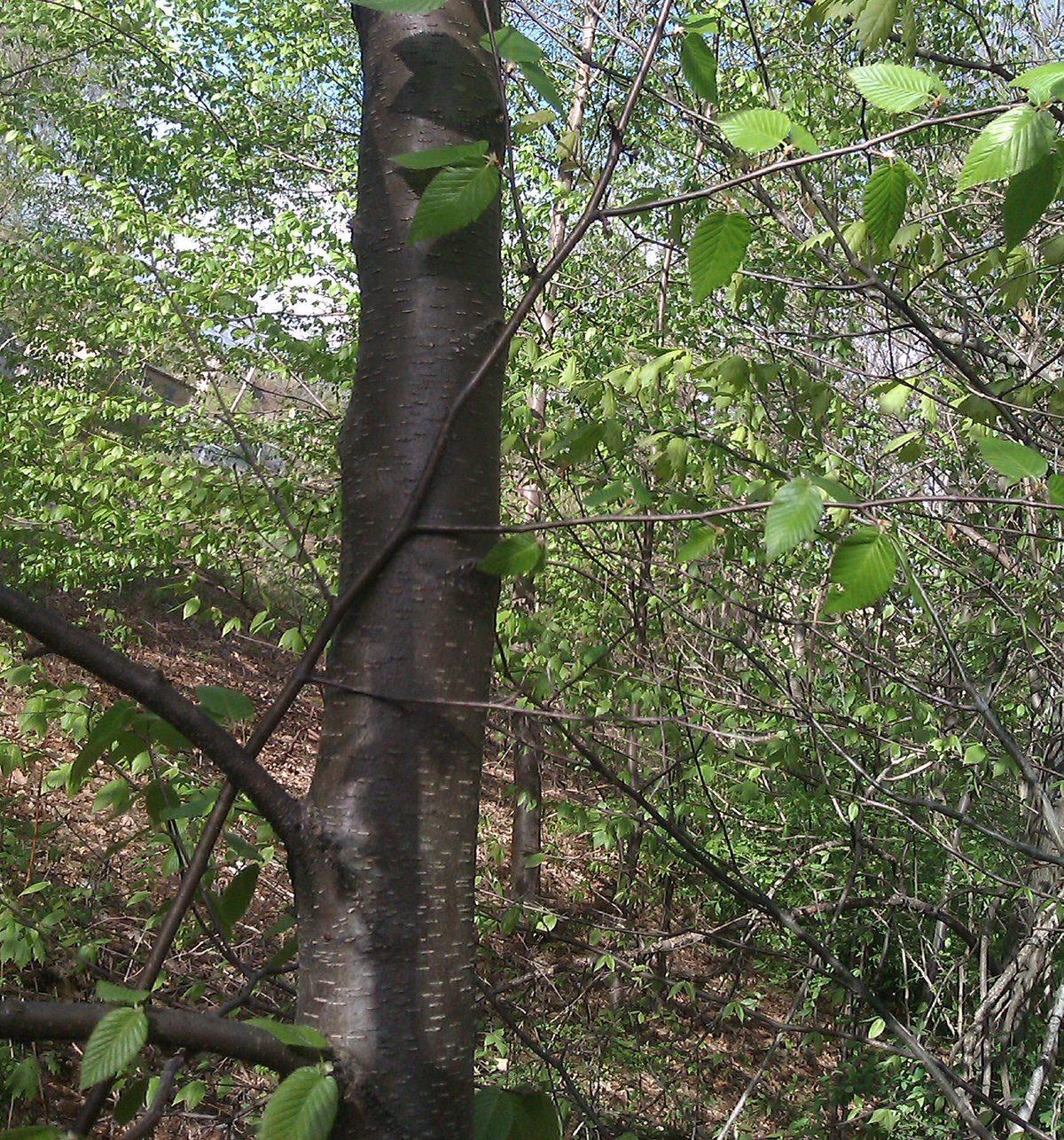 Black birch