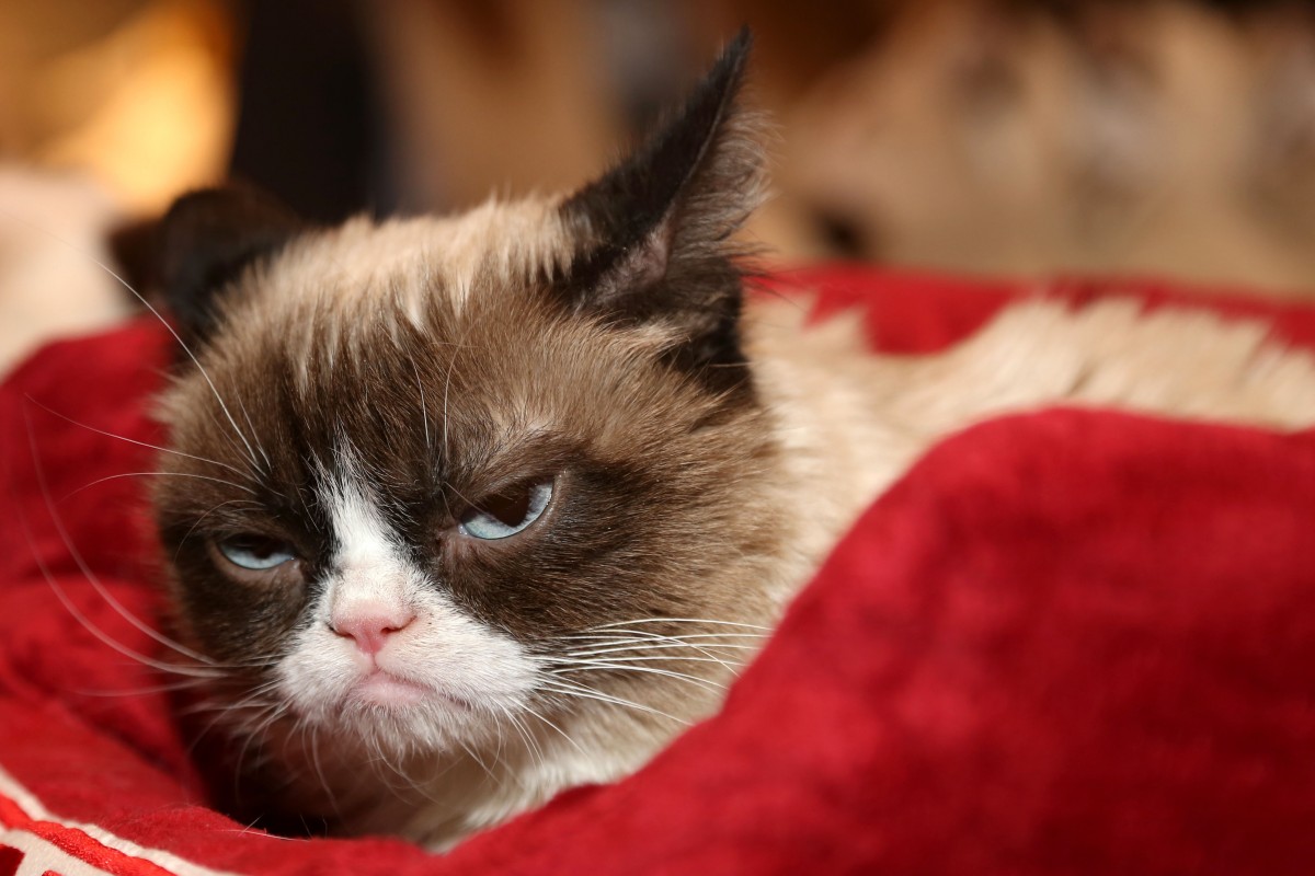 Grumpy Cat Photo by JStone / Shutterstock.com
