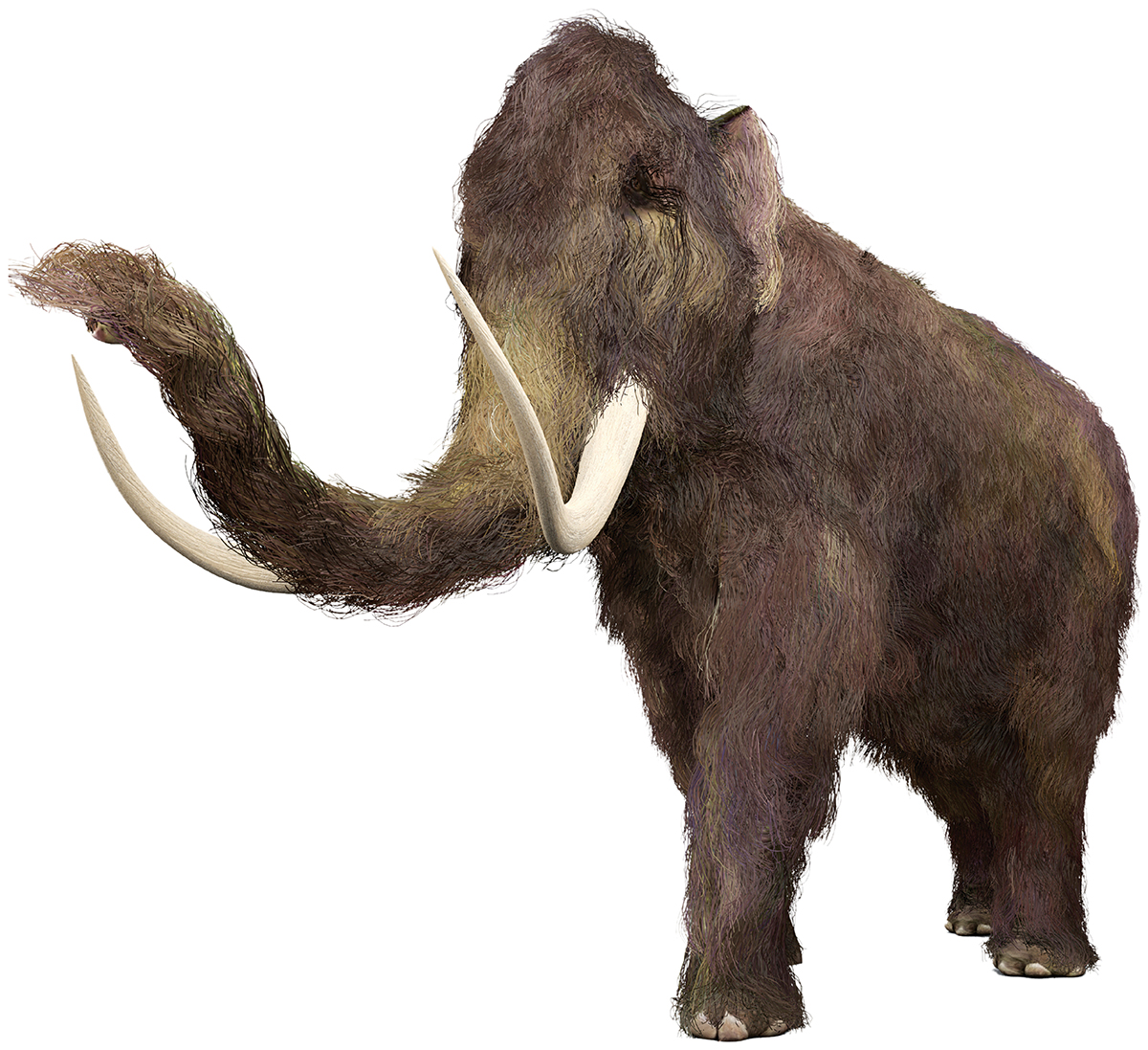 CRISPR-Cas9 woolly mammoth