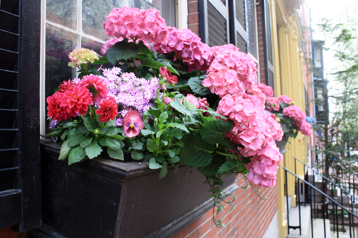 the art of the window box: a few tips and tricks