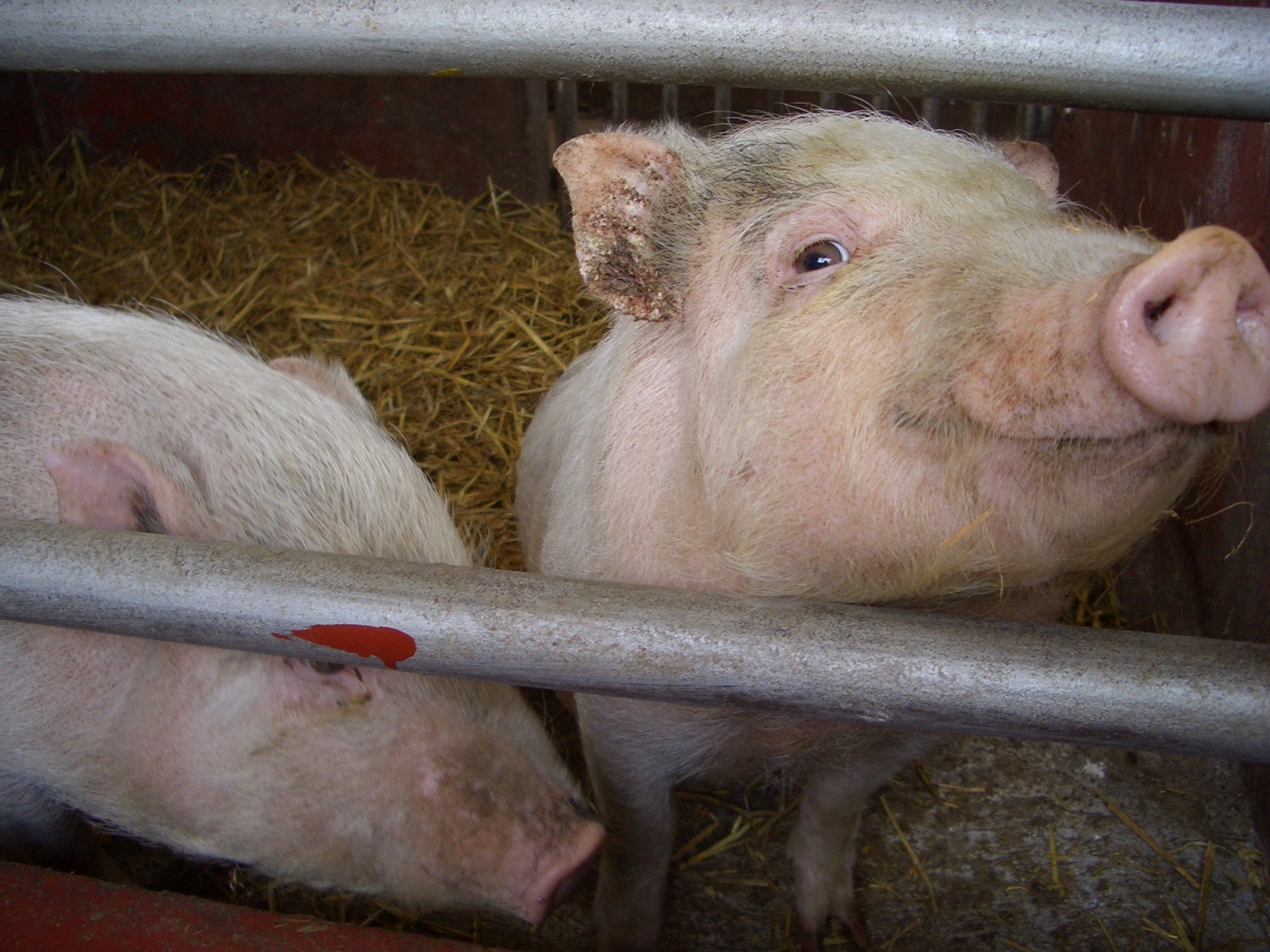 Pigs by titanium22 on Flickr/Creative Commons