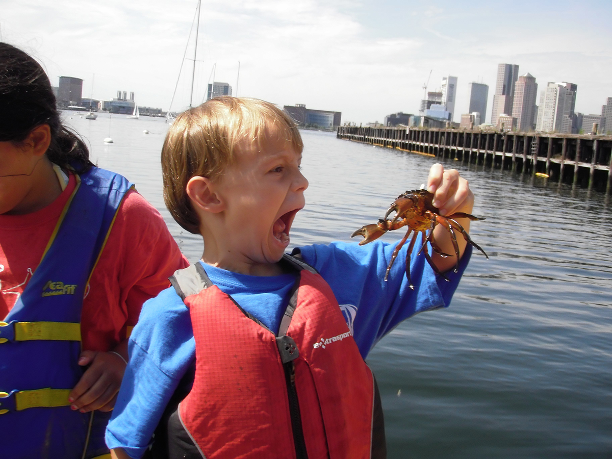 One of Piers Park Sailing's Harbor Explorers plays with a crab.