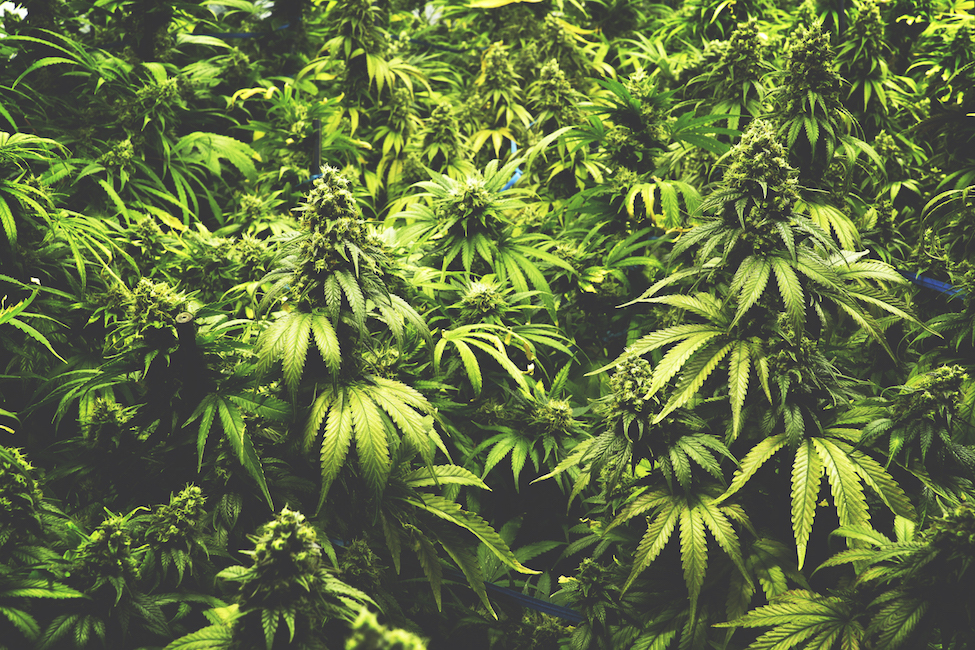 Background Texture of Marijuana Plants at Indoor Cannabis Farm Vintage
