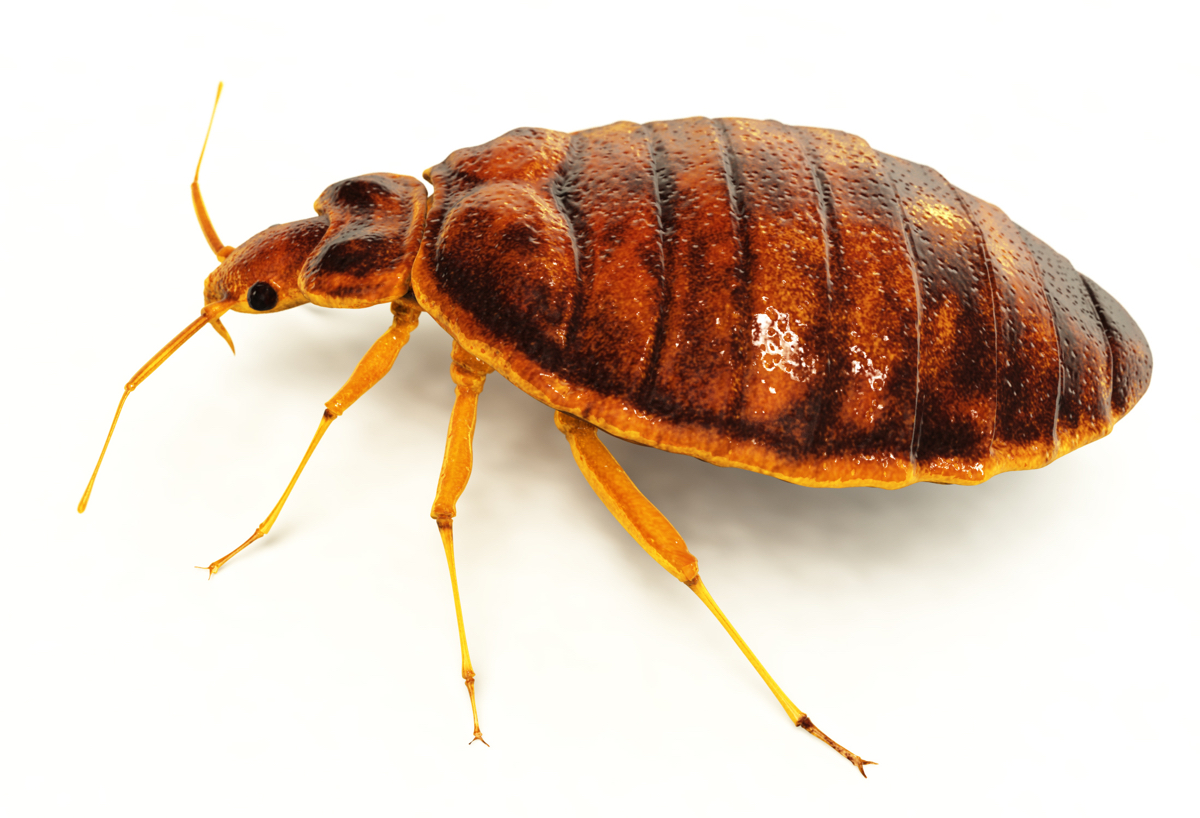 Lifelike 3D rendering of a bedbug. Includes clipping path!Created in modo 401 & ZBrush.