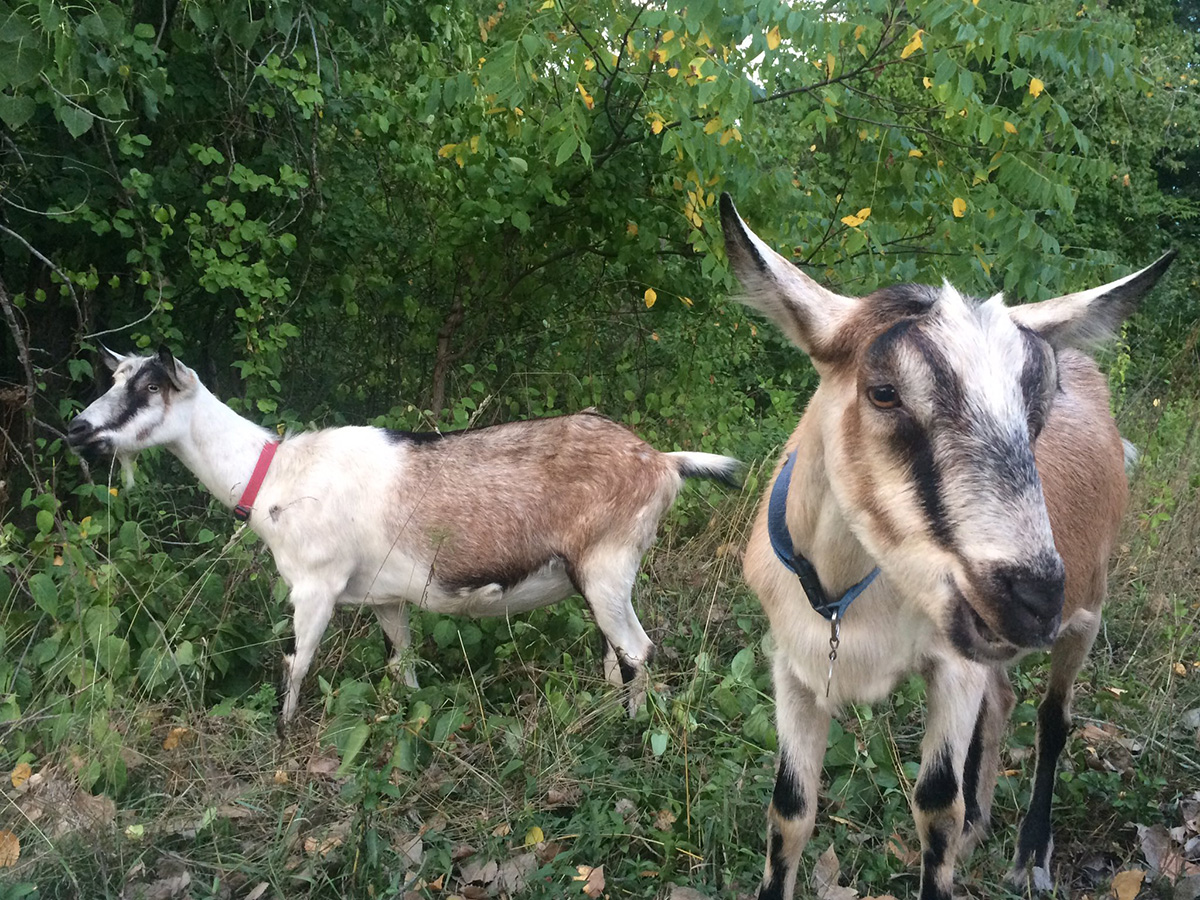 arboretum goats