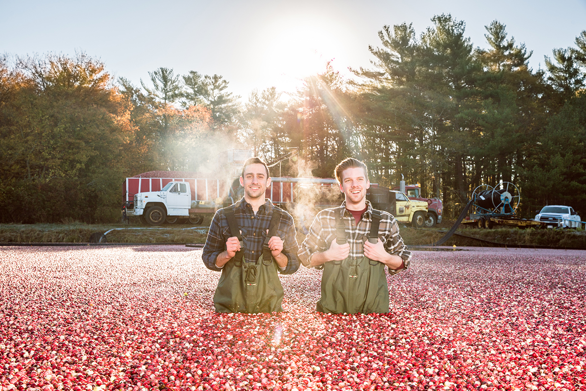 Michael Kurson (L) and Neil Quigley harvesting cranberries for Boston Cranberry